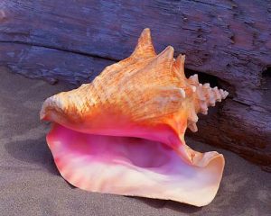 Read more about the article Know about the miraculous benefits and properties of conch