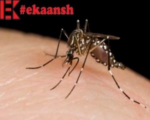 Read more about the article How to get rid of Mosquitoes