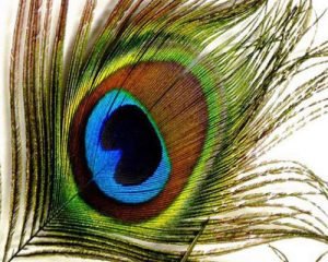 Read more about the article Astrology: Know the amazing benefits and facts of keeping peacock feathers at home