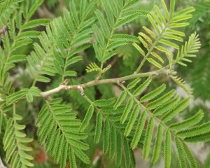 Read more about the article Worshiping this favorite plant of Shani Dev never leads to poverty