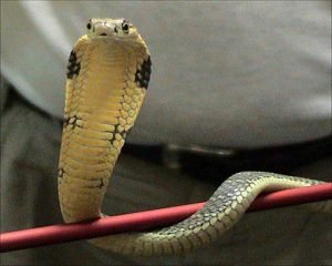 Read more about the article Dreams Decoded: Seeing a snake in dream, auspicious or inauspicious – Part – 5