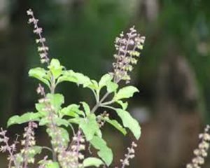 Read more about the article Do not place Tulsi plant in this direction at home